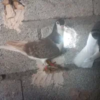 کفتر فروشی