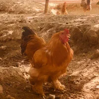 مرغ و خروس برهما
