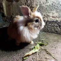 خرگوش نر و ماده
