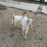 بز پاکستانی نرماده