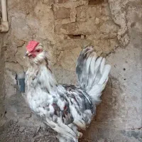خروس گلین