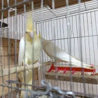عروس هلندی