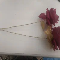 دوشاخه گل زیبا و سالم