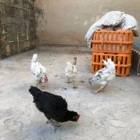 خروس گلین(لری)