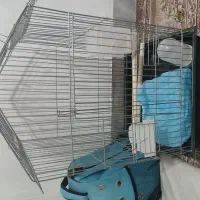 قفس (عروس هلندی کاسکو و...