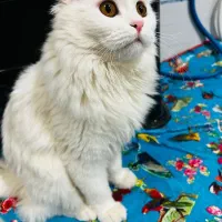 گربه