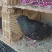 کبوتر