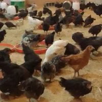 جوجه مرغ و خروس