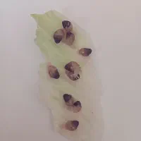 بچه حلزون آچاتینا فولیکا