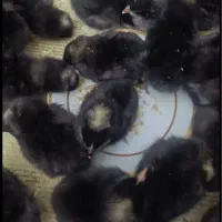 جوجه بلک استار و تخم ایام سمانی