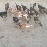 بوقلمون