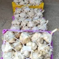 سیر