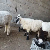 شیش تا بره نر