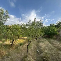 باغ-میوه