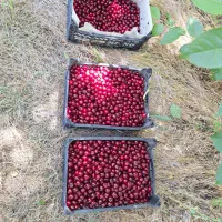 البالو گیلاسی درجه یک صادرتایی