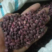 لوبیا قرمز