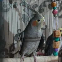 عروس هلندی ماده