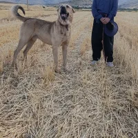 سگ پژدر|سگ|کامیاران, |دیوار