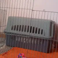 باکس سگ