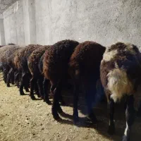 بره نر پای پروار سبک