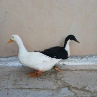 اردک ۵ ماهه