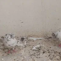 کبوتر