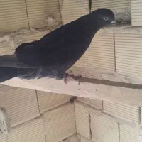 دوعددنر گردن کلفت