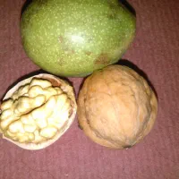 گردو پوست نازک پرچرب