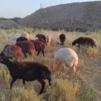 فروش ۱۰ راس کاور تقلی ابستن