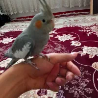 عروس هلندی