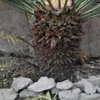 گل سیکاس|گل و گیاه طبیعی|زرگرشهر, |دیوار