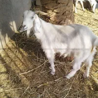بز دوقلو زا آبستن