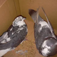 یک جفت کفتر قاره سوسکی ساعتی