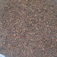 کشمش