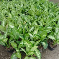 گل و گیاه آپارتمانی و بیرونی