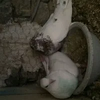 کفتر نرو ماده