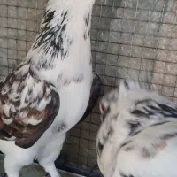 نر شیویدی بشن دار کاکول