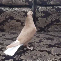 جفت زرد دمسفید