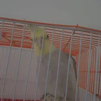 عروس هلندی
