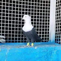 کبوتر اصیل