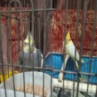 عروس هلندی مولد باجوجه
