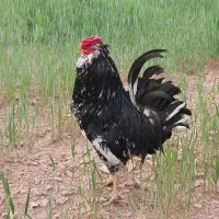 خروس گلین با کیفیت