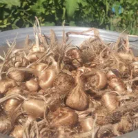 پیازچه زعفران