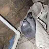 سلام دوستان چند جوفت کبوتر مسافتی