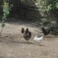 فروش مرغ تخم گذار