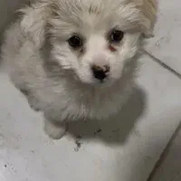 سگ پامرانین