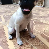 توله سگ نژاد پاگ اصیل