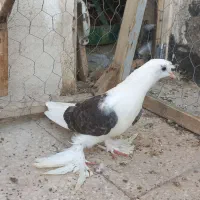 گلی ماده