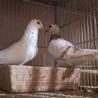 نروماده سار و اوقون آلمانی ،ذات دار