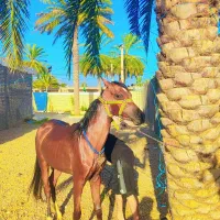 اسب|اسب و تجهیزات اسبسواری|حمیدیه, |دیوار